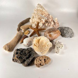 Seashells Craft Beach Nautical Aquarium Ocean Treasures Mixed Lot of 14